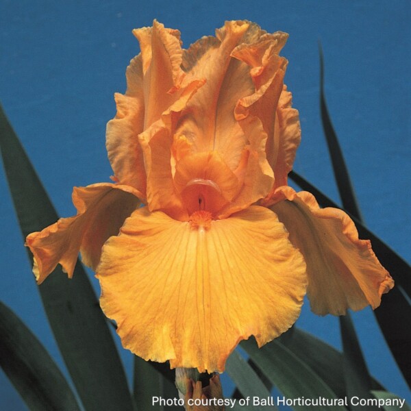 Iris germanica ‘Firebreather’ (German Bearded Iris)