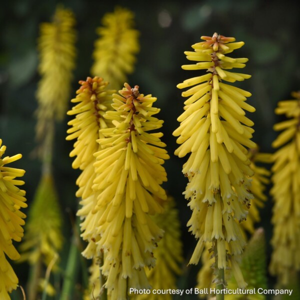 Kniphofia uvaria Glowstick ‘KLEKN22193’ (Red Hot Poker)