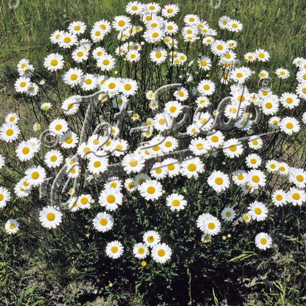 Leucanthemum vulgare (Ox-Eye Daisy)