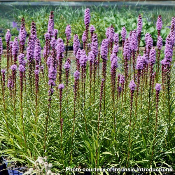 Liatris spicata ‘Trailblazer’ (Dense Blazing Star)