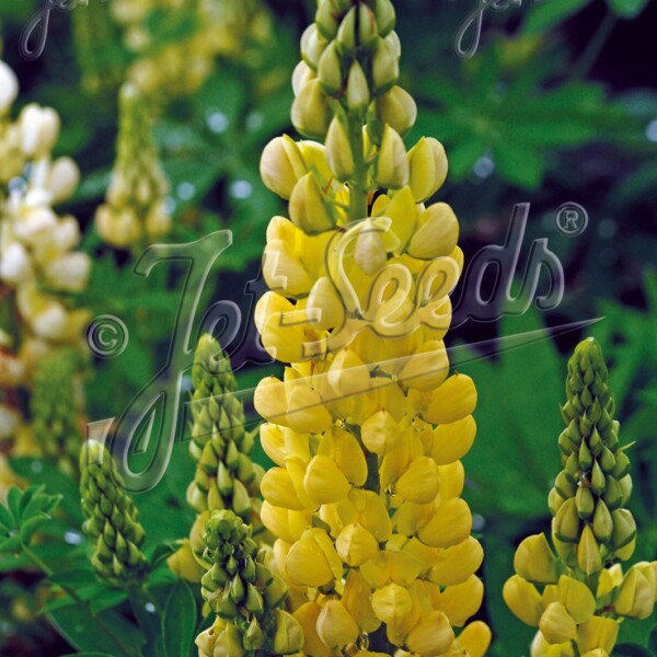 Lupinus x ‘Gallery Yellow’ (Lupine)