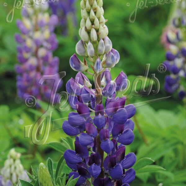 Lupinus x ‘Gallery Blue’ (Lupine)