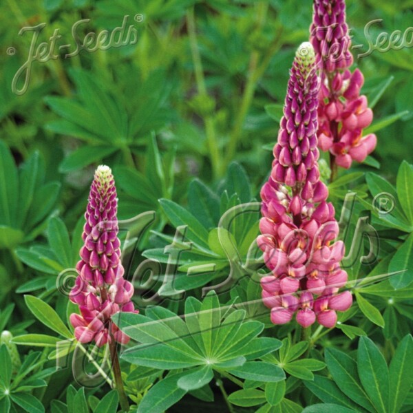 Lupinus x ‘Gallery Pink’ (Lupine)