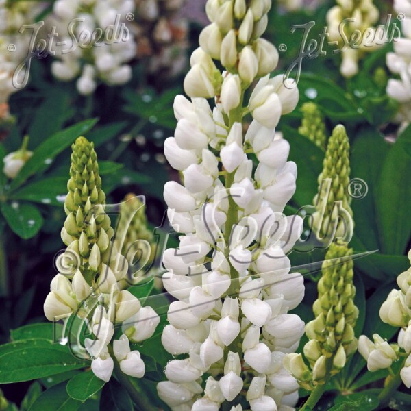 Lupinus x ‘Gallery White’ (Lupine)