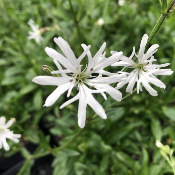 Lychnis flos-cuculi ‘White Robin’ (Ragged Robin)