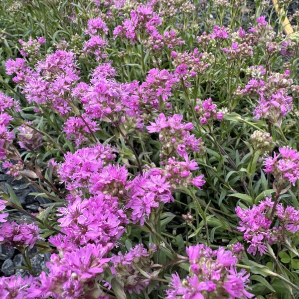 Lychnis alpina (Alpine Catchfly)