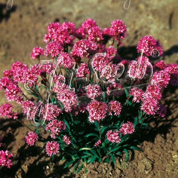 Lychnis alpina (Alpine Catchfly)