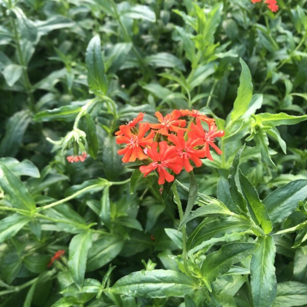 Lychnis chalcedonica (Maltese Cross)