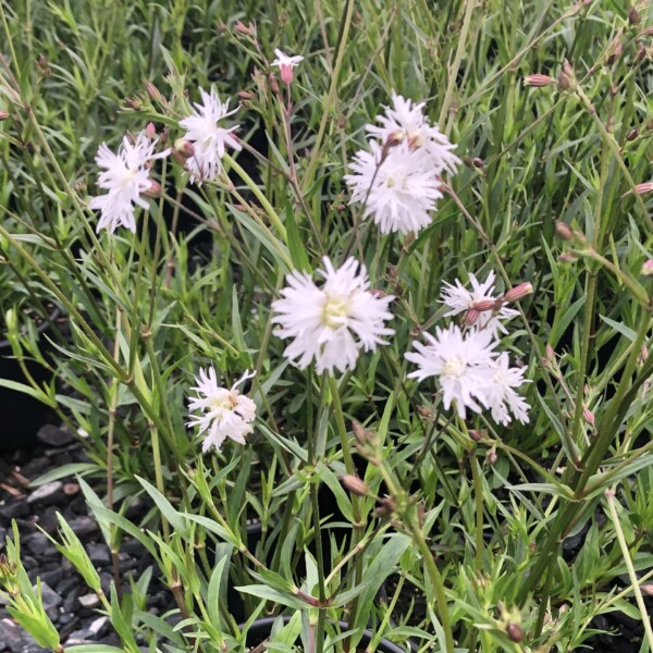 Lychnis flos-cuculi Petit Henri 'IFLYPH' (Ragged Robin)