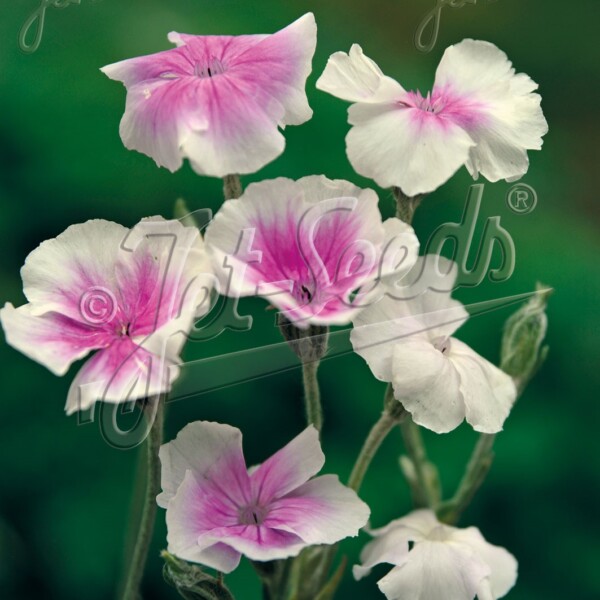 Lychnis coronaria Oculata (Rose Campion)