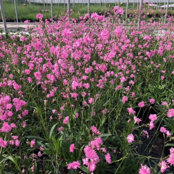 Lychnis flos-cuculi ‘Petite Jenny’ (Ragged Robin)