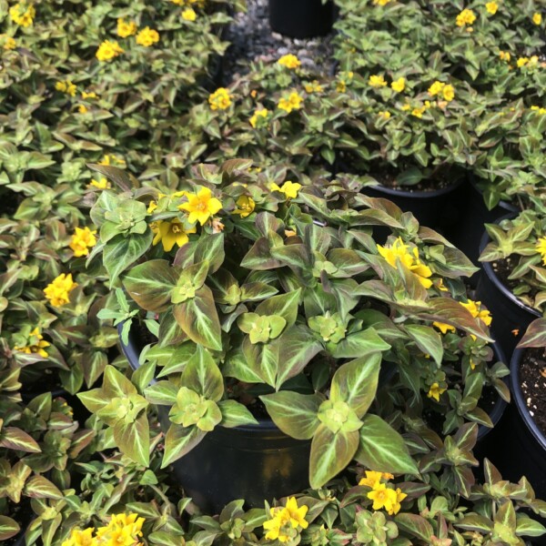 Lysimachia alfredii ‘Night Light’ (Moneywort)