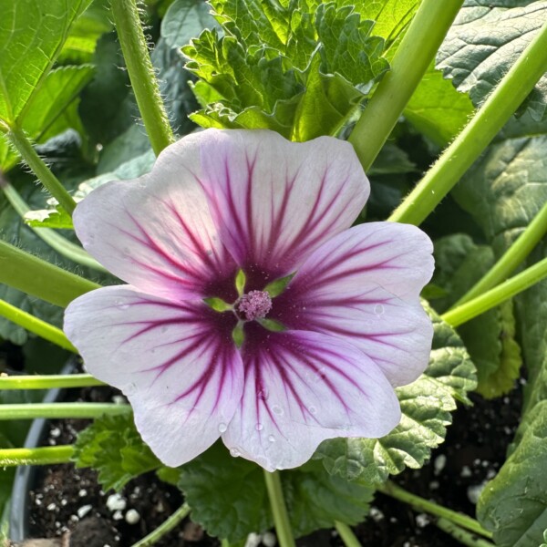 Malva sylvestris var. mauritiana ‘Zebrina’ (Zebra Mallow) - Image 2