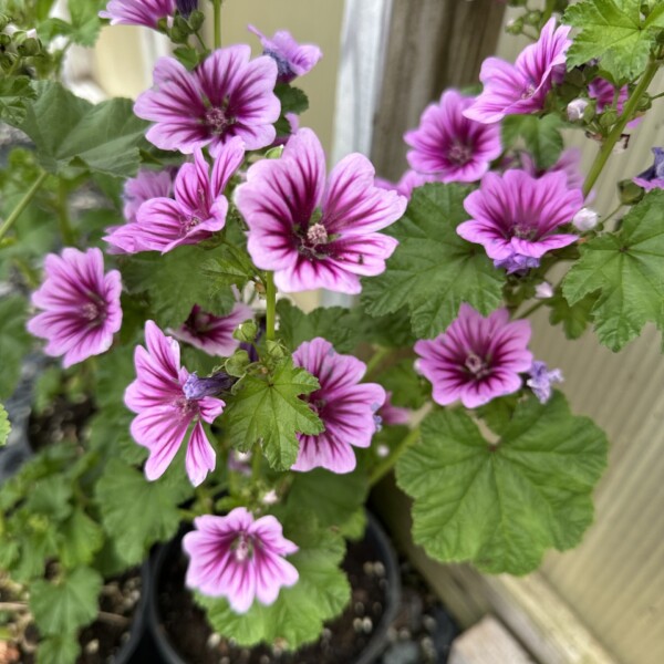 Malva sylvestris var. mauritiana ‘Zebrina’ (Zebra Mallow)
