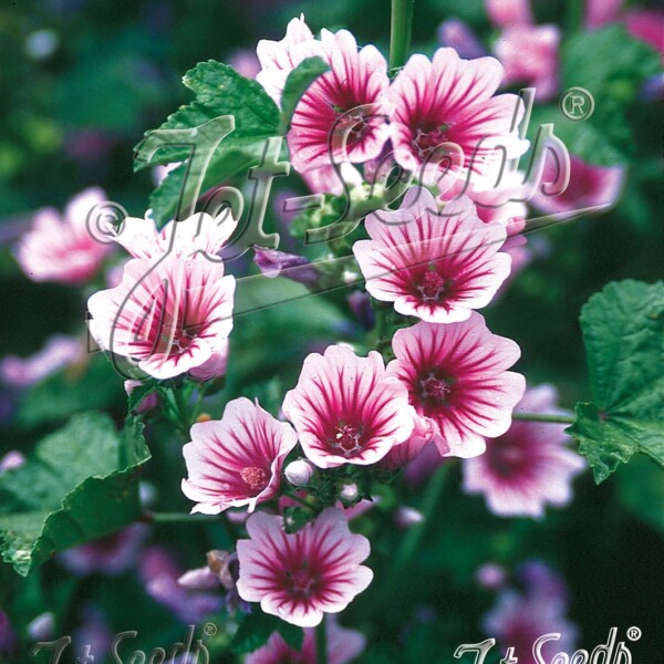 Malva sylvestris var. mauritiana ‘Zebrina’ (Zebra Mallow)