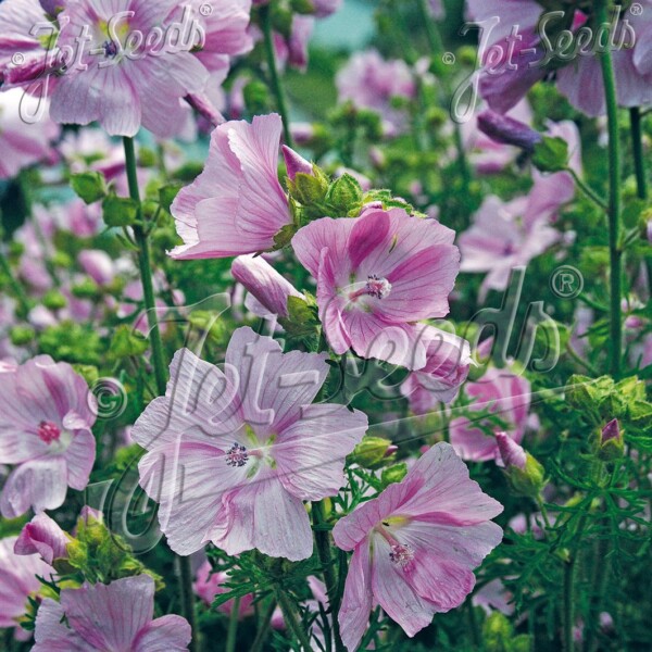 Malva moschata (Musk Mallow)