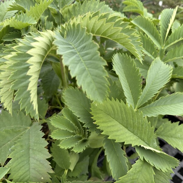 Melianthus major (Honey Bush) - Image 3