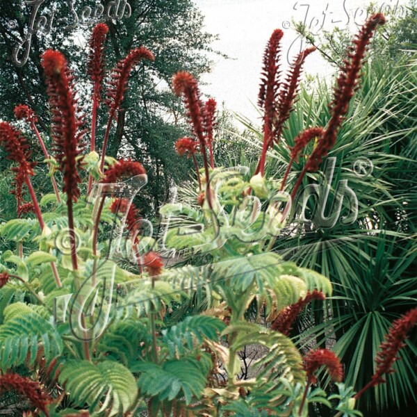 Melianthus major (Honey Bush)