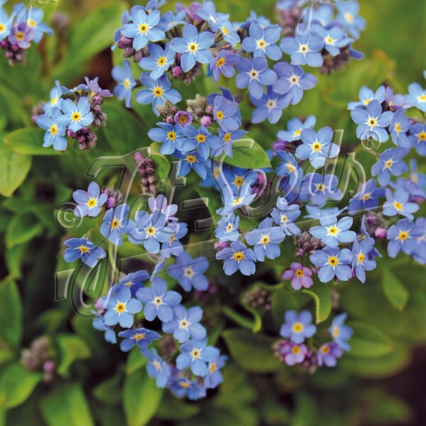 Myosotis sylvatica ‘Victoria Indigo Blue’ (Forget-Me-Not)