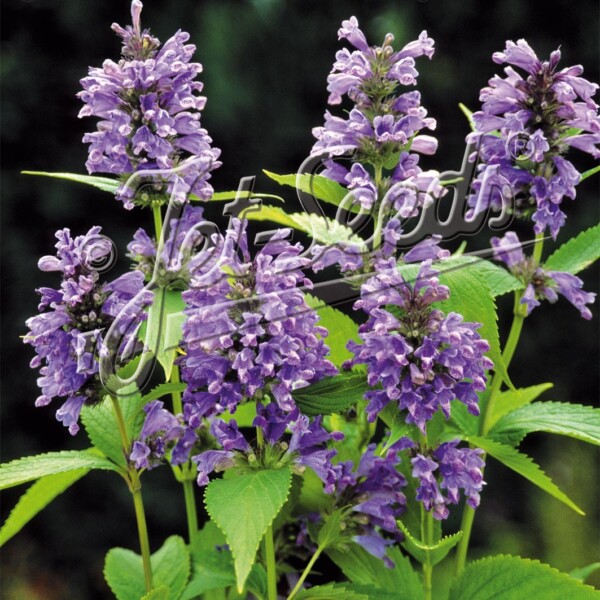 Nepeta subsessilis ‘Blue Dreams’ (Catmint)