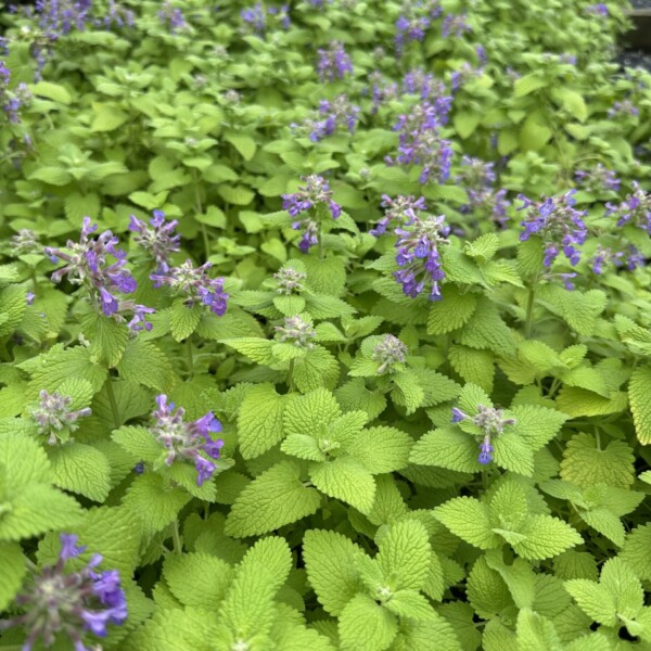 Nepeta x ‘Chartreuse on the Loose’ (Catmint) - Image 3