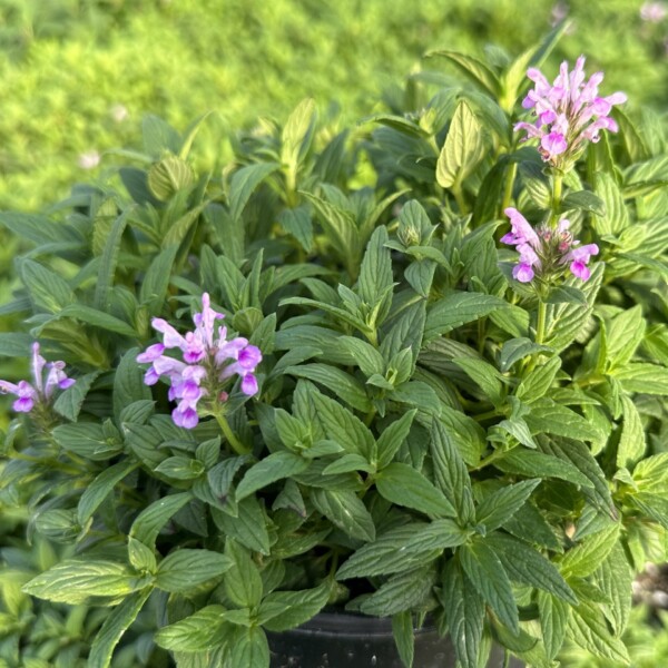 Nepeta nervosa ‘Pink Cat’ (Catmint)