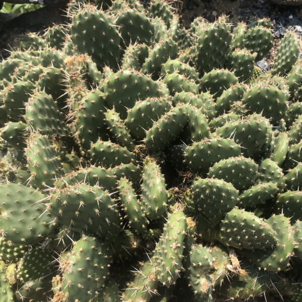 Opuntia x ‘Red Gem’ (Prickly Pear) - Image 2