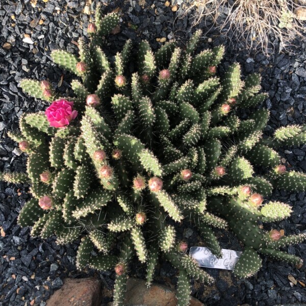 Opuntia x ‘Red Gem’ (Prickly Pear)