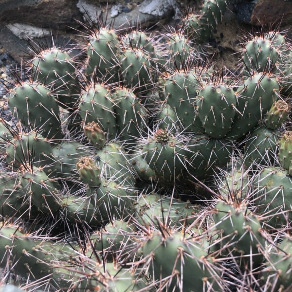 Opuntia x coloradensis (Prickly Pear)