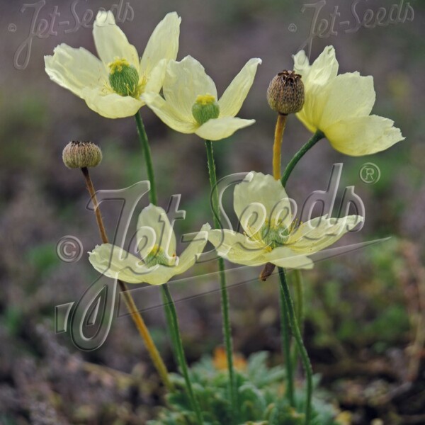 Papaver miyabeanum ‘Pacino’ (Poppy)