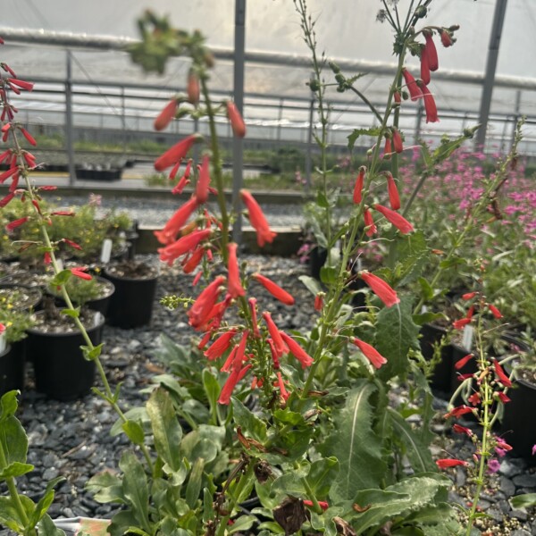 Penstemon eatonii (Firecracker Beardtongue)