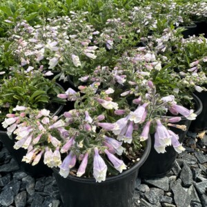 Penstemon hirsutus var. pygmaeus (Dwarf Hairy Beardtongue)