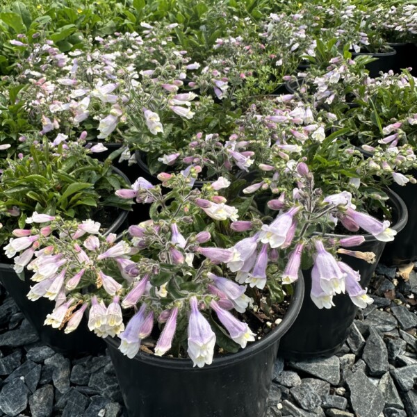Penstemon hirsutus var. pygmaeus (Dwarf Hairy Beardtongue)