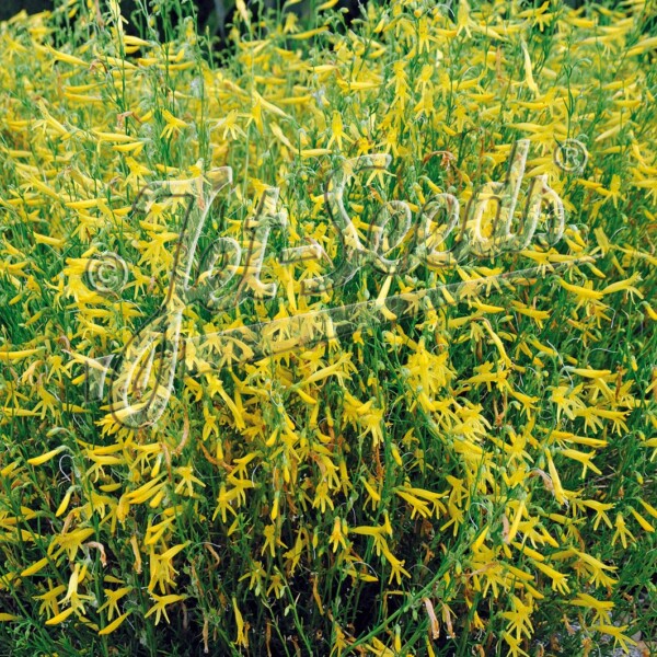 Penstemon pinifolius 'Mersea Yellow' (Pineleaf Beardtongue)