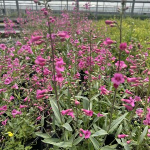 Penstemon parryi (Parry’s Beardtongue)