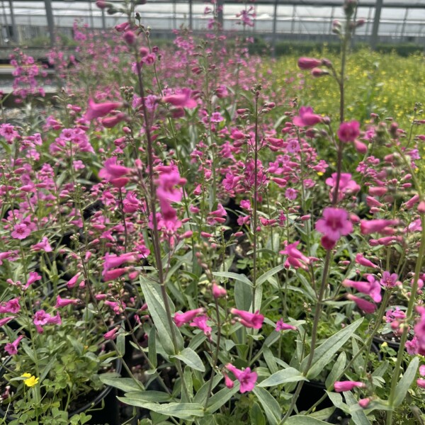 Penstemon parryi (Parry’s Beardtongue)