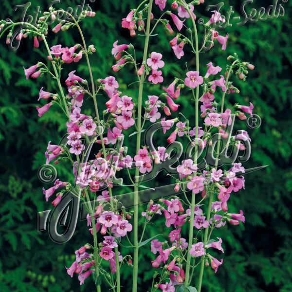 Penstemon parryi (Parry’s Beardtongue)