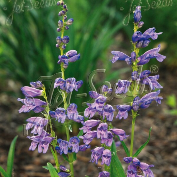 Penstemon strictus (Beardtongue)