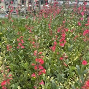 Penstemon superbus (Superb Beardtongue)