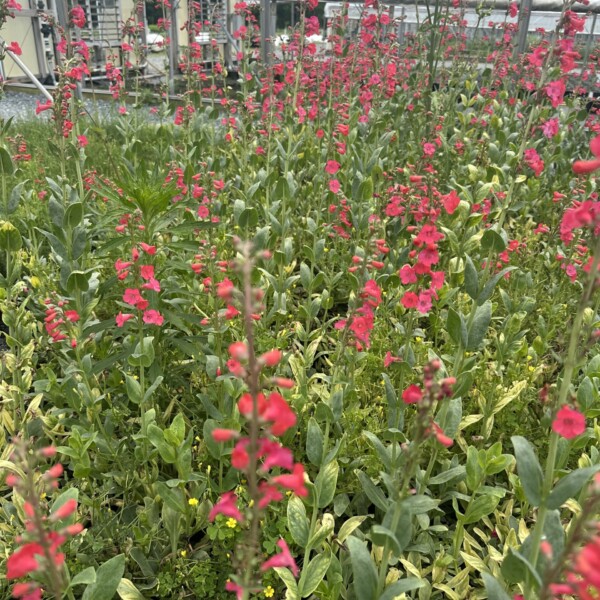 Penstemon superbus (Superb Beardtongue)