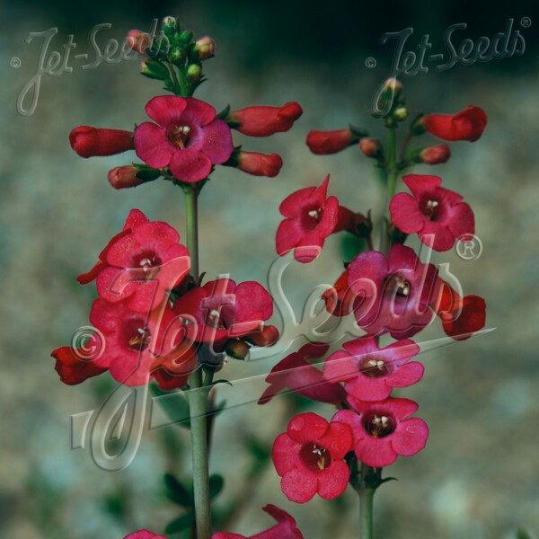 Penstemon superbus (Superb Beardtongue)