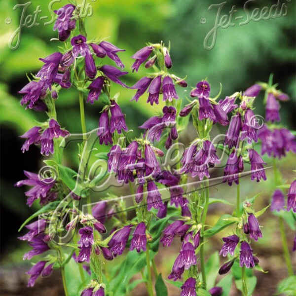 Penstemon whippleanus (Whipple's Beardtongue)