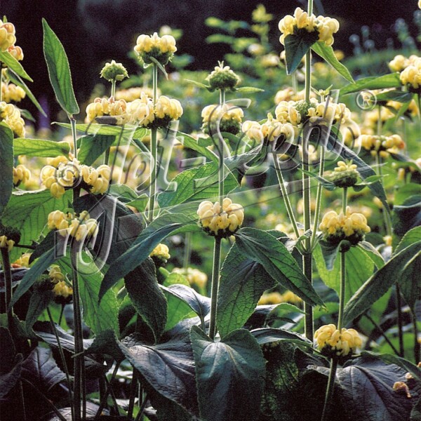 Phlomis russeliana (Turkish Sage)