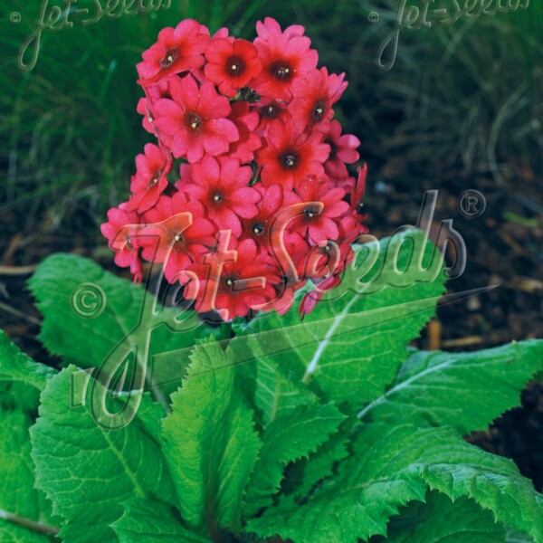 Primula japonica ‘Miller’s Crimson’ (Japanese Primrose)