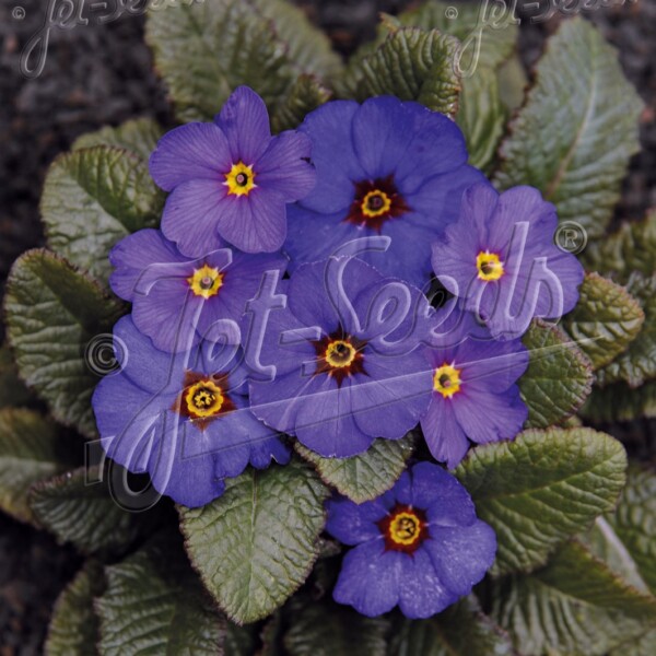 Primula x ‘Wanda Blue Shades’ (Primrose)