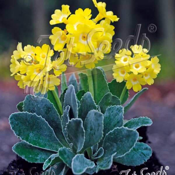 Primula auricula (Primrose)