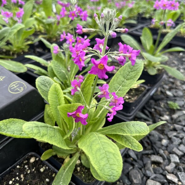 Primula beesiana (Bee's Primrose)