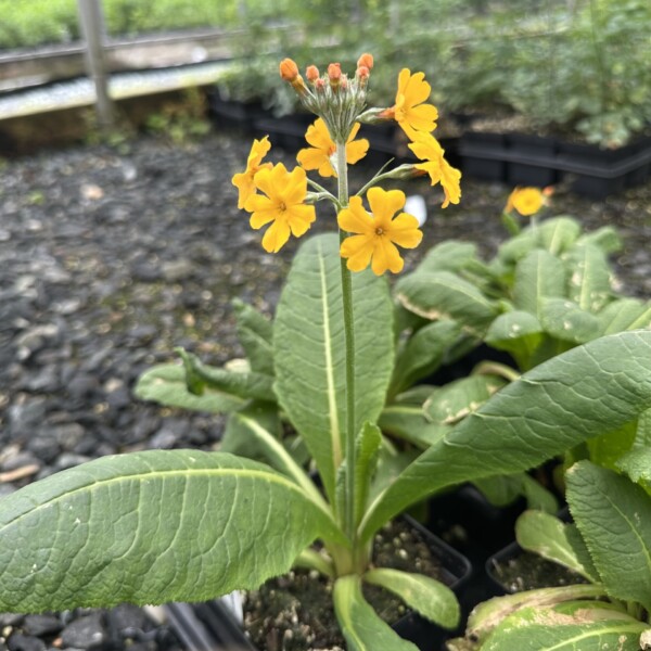 Primula bulleyana (Candelabra Primrose) - Image 2