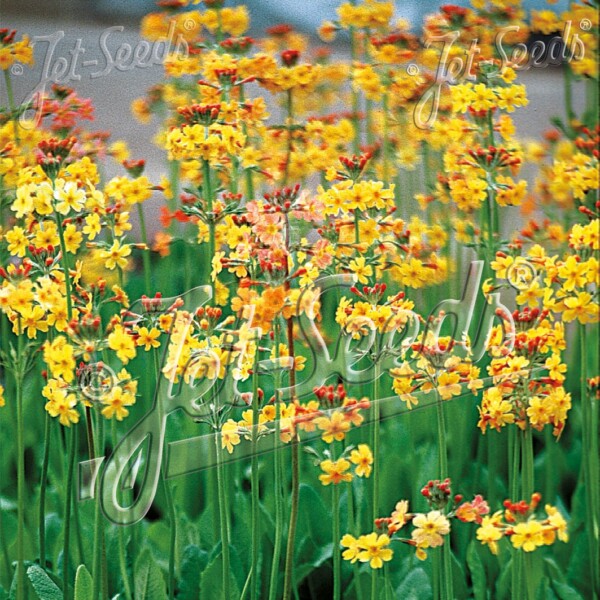 Primula bulleyana (Candelabra Primrose)