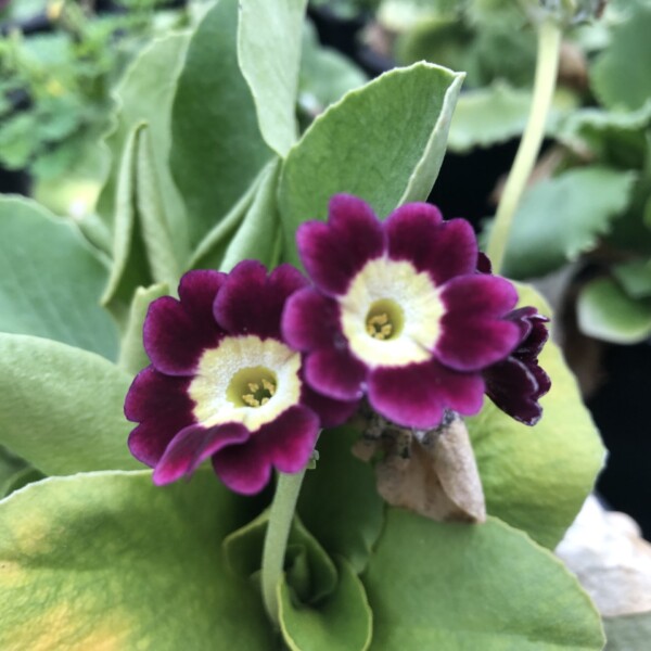Primula x pubescens (Auricula Primrose) - Image 2